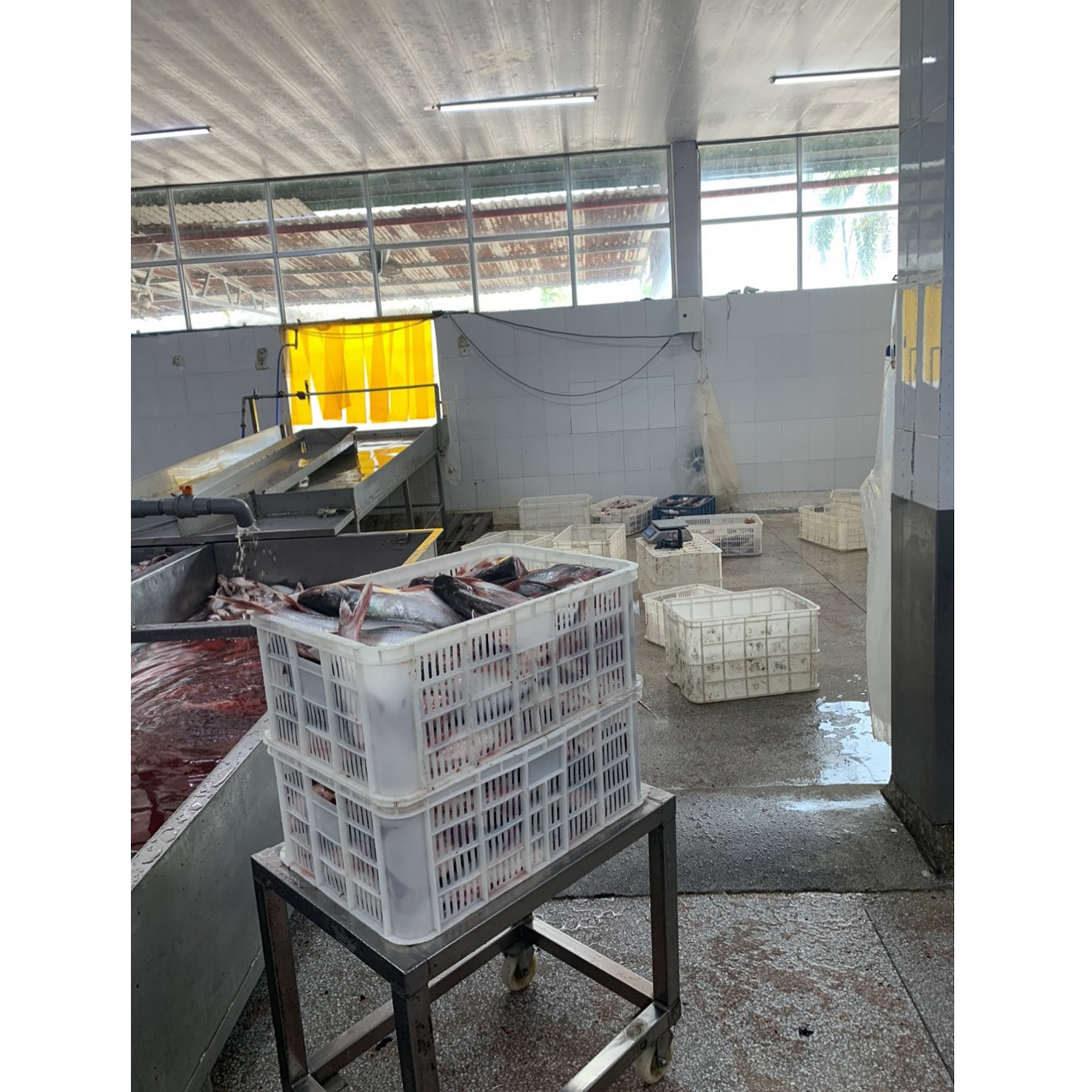 Хорошее качество морепродукты замороженные pangasius рыбное филе Горячая продажа из Вьетнама (упаковка: вакуумный пакет)