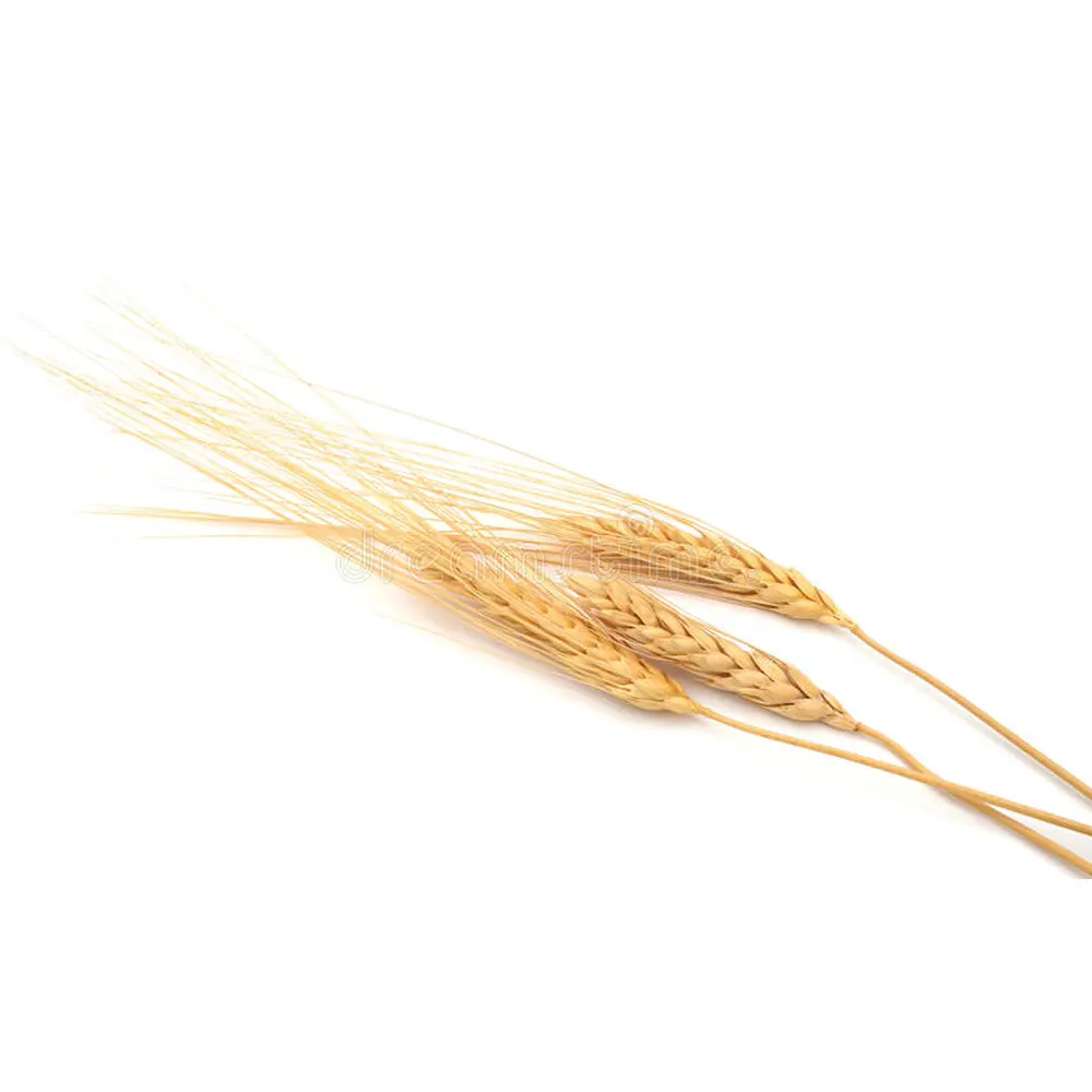 Украинский Урожай 2020, Новая мягкая пшеница