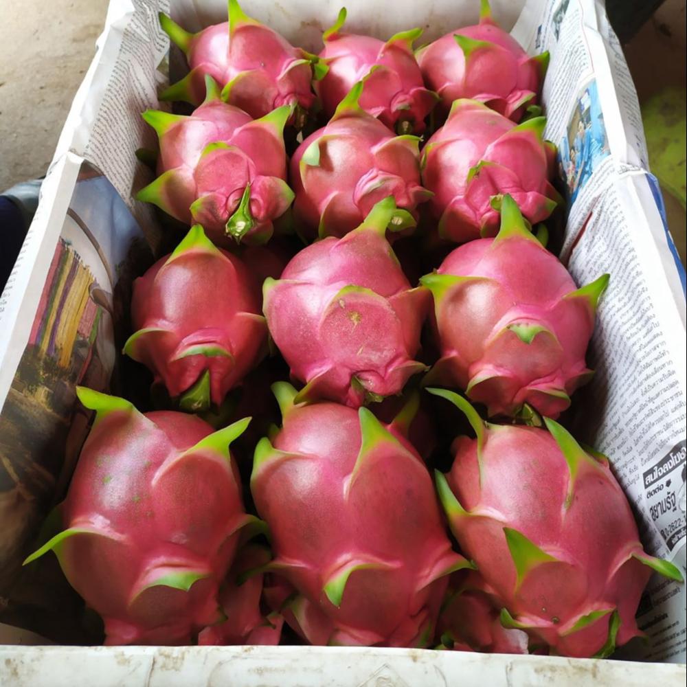Top fresh dragon fruit exported to India market Mr.Ryan + 84 938244404