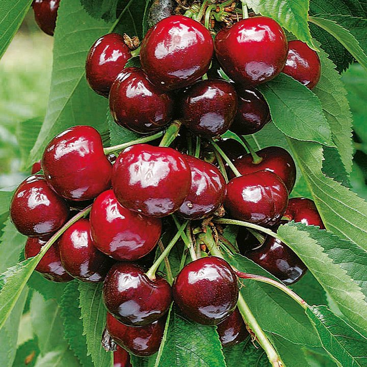 Cherry 0900 Napoleon cherry Cherry Manufacturers Turkey