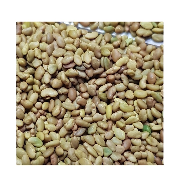Alfalfa Seeds