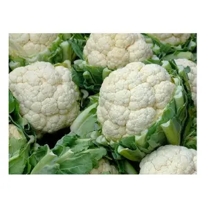 Best Quality Of Fresh Vegetables Cauliflower Available Bulk at Cheapest Wholesale Pricing