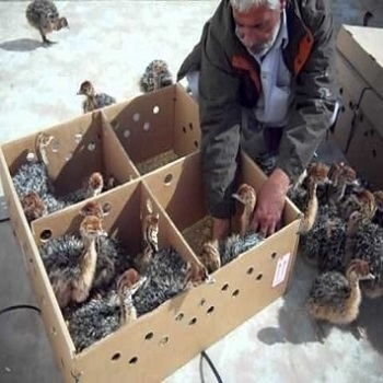 Ostrich Chicks / Fertilized Ostrich Eggs / Mature Ostrich Birds