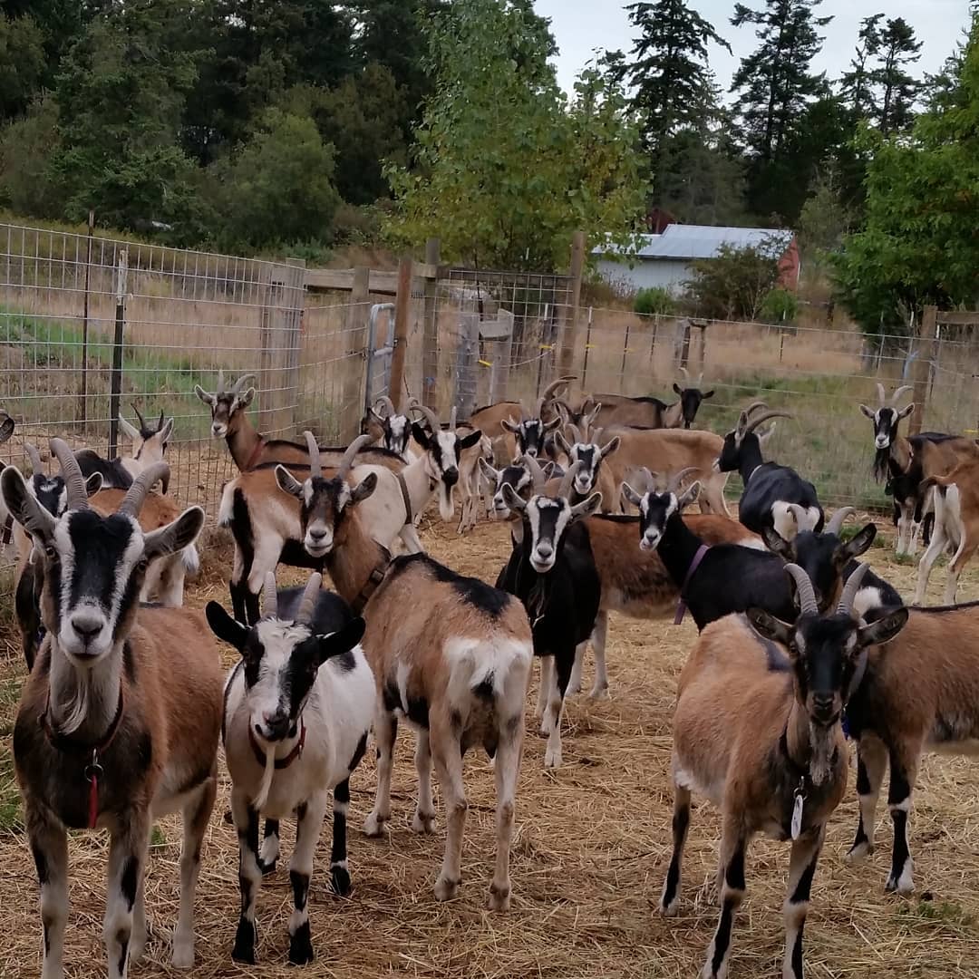 Anglo Nubian goat