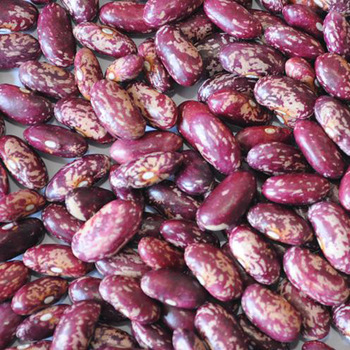 Uzbek speckled kidney beans high quality from Uzbekistan