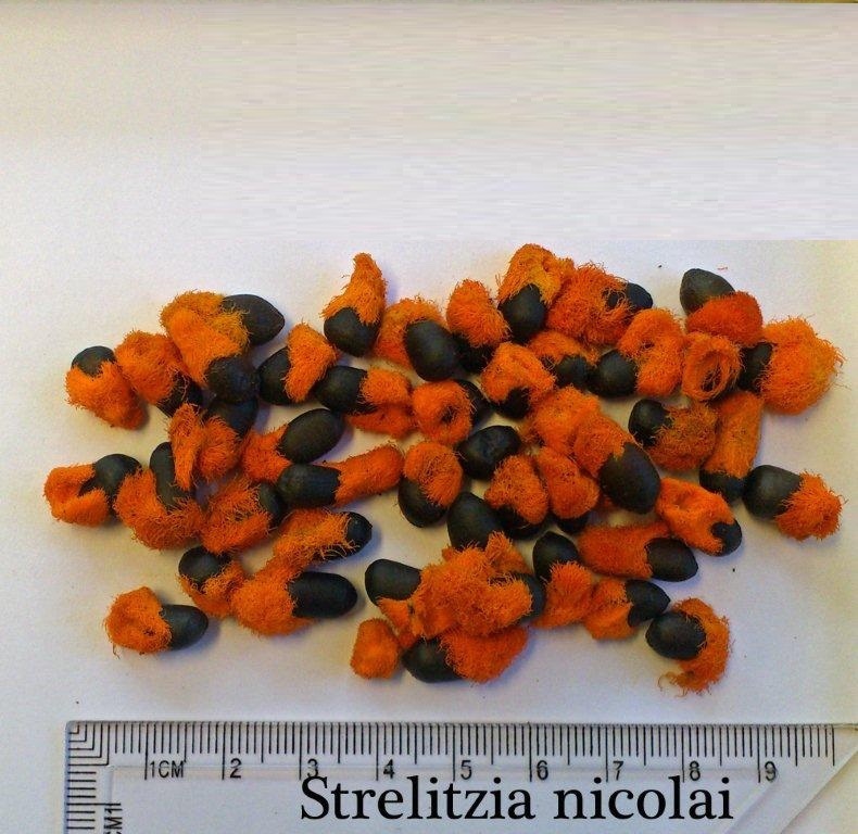 Семена южноафриканского стрелитции Николая