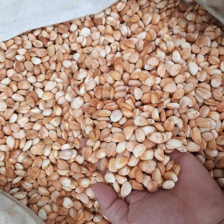 Buy Premium quality Apricot Kernels at Affordable Competitive Market Prices from Legitimate Bulk Suppliers