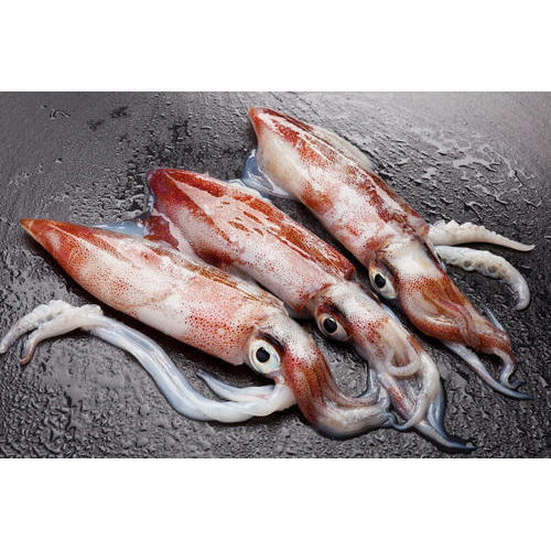 Замороженные морепродукты, замороженный кальмар, оптовая продажа, замороженный кальмар