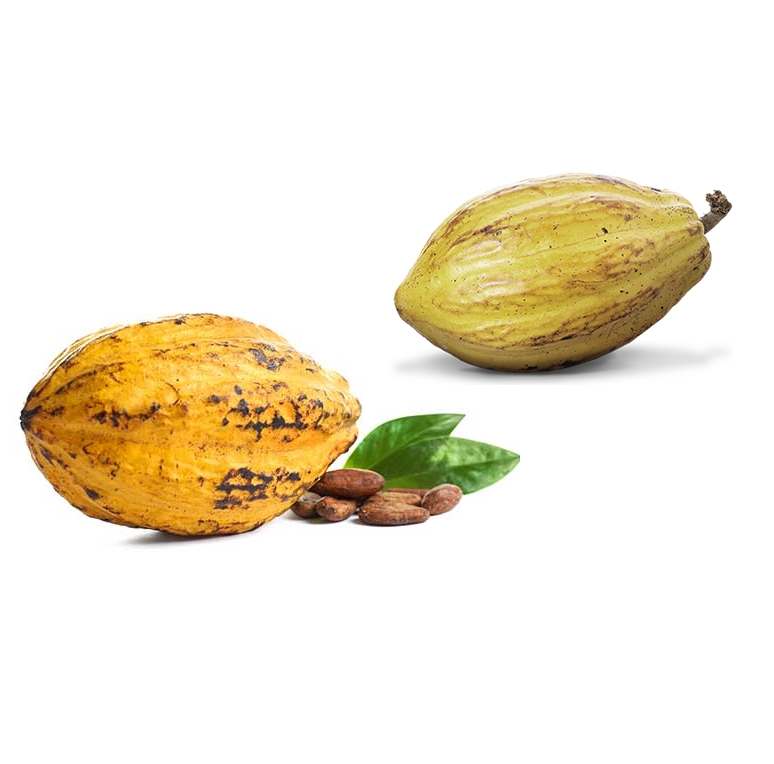 Top Quality Fermented Cocoa Beans From Vietnam Mekong Cocoa Beans - Cacao Trace Products