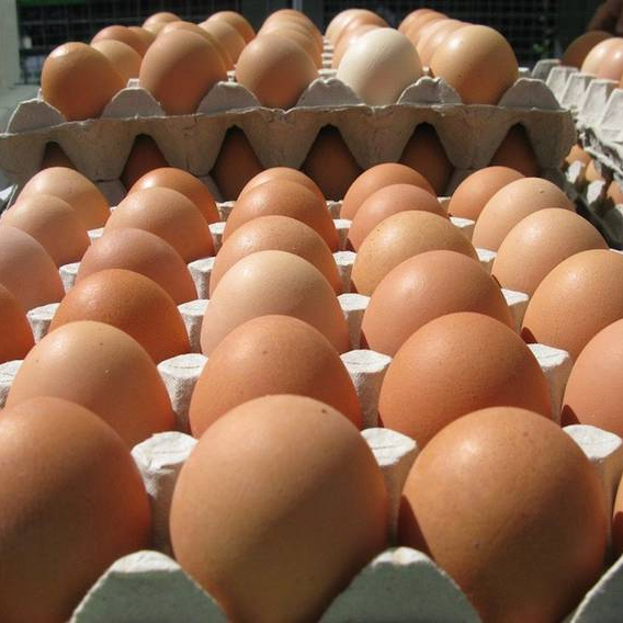 Оборудование для птицы 1056 инкубатор куриных яиц инкубатор