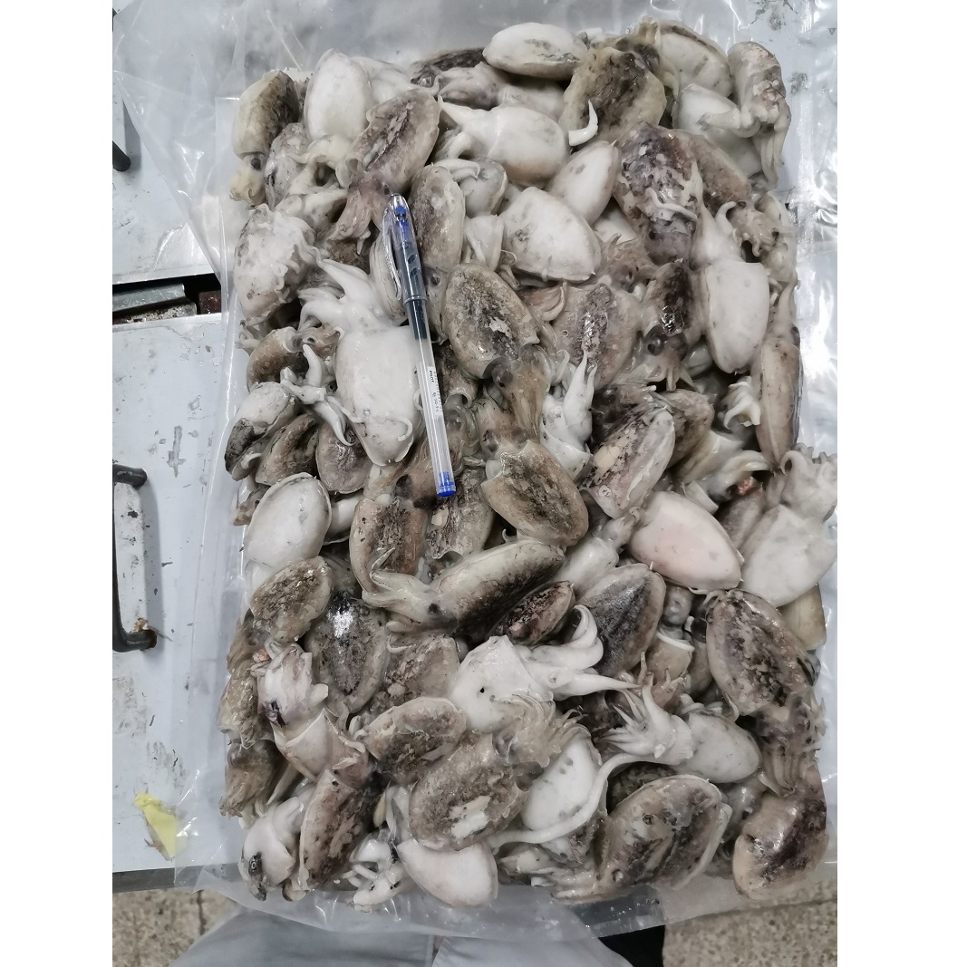 Свежие морепродукты на заказ, замороженная цельная круглая морская шлема премиального качества из малайзии