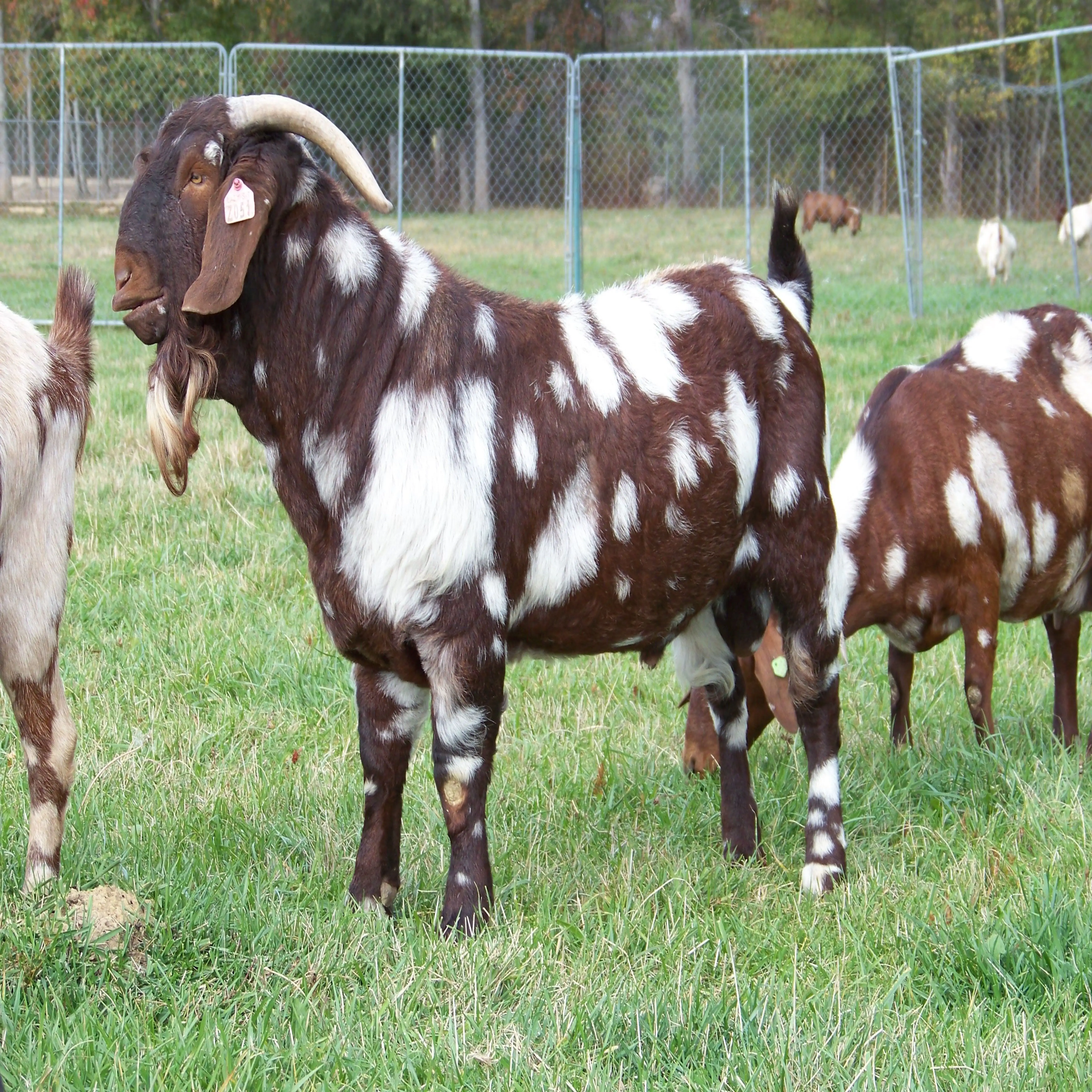 Live Boar Goats bulk sales