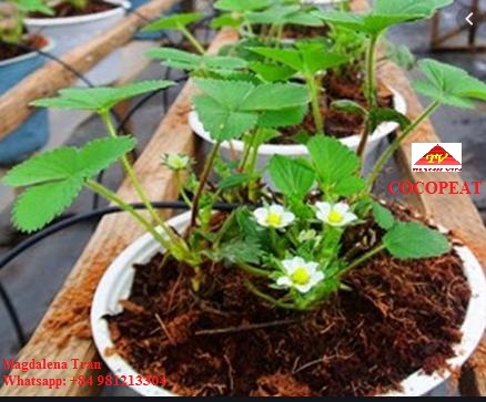 Cocopeat