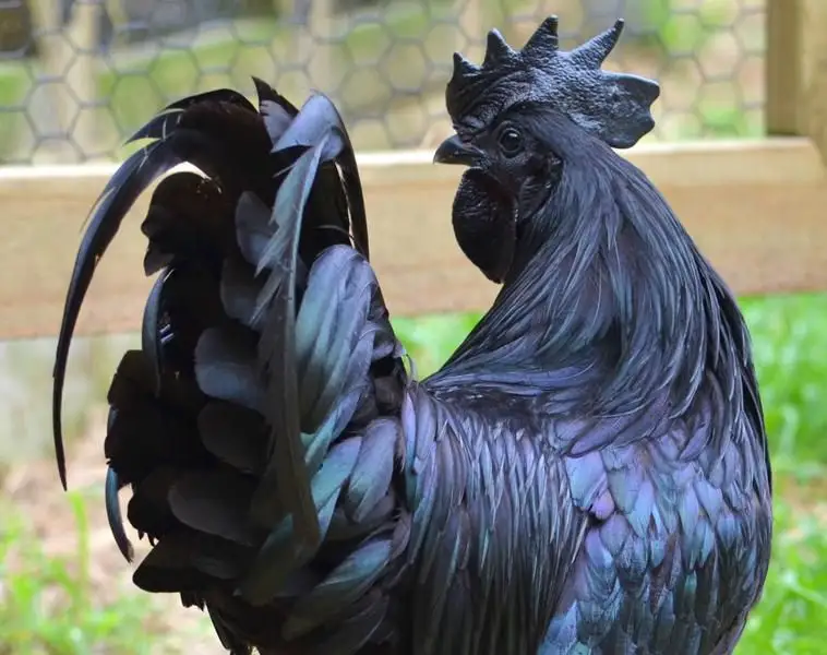 AYAM CEMANI BLACK CHICKEN READY FOR EXPORT