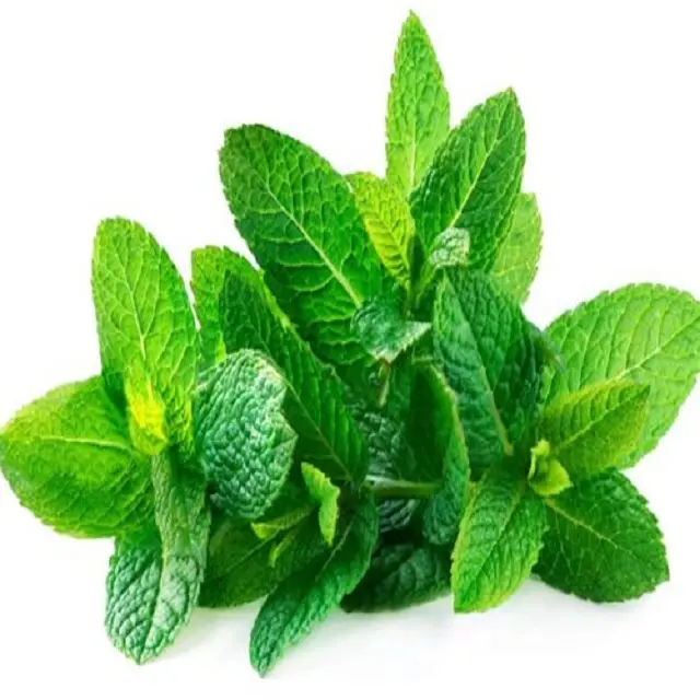 Mentha Spicata Mint Leaf