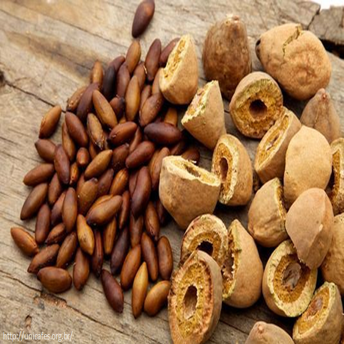 Nutritious Roasted Baru Nuts / Baru Nuts For Sale