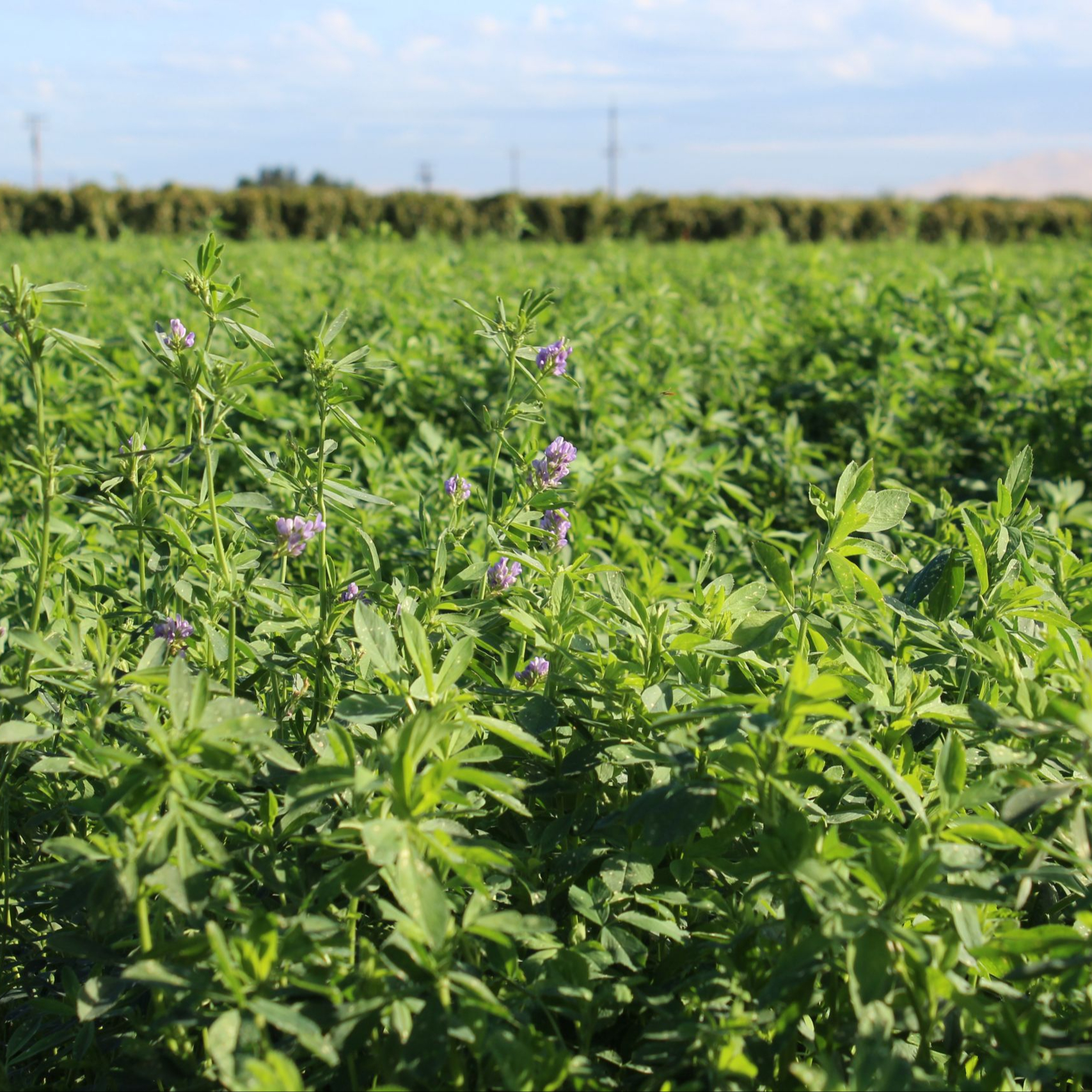 Alfalfa Hay growers, Hay For sale, Lucern hay Animal feed