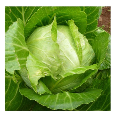 Fresh White Green Celery Cabbage Ukraine