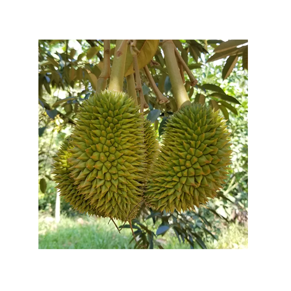 High Quality Box Packing Common Cultivation Type Fresh Ri 6 Durian Export From Vietnam