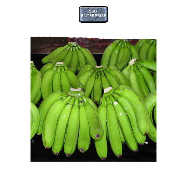 Wholesale Supply of Tropical & Sub-Tropical Fruit Type Fresh Cavendish Bananas at Affordable Price