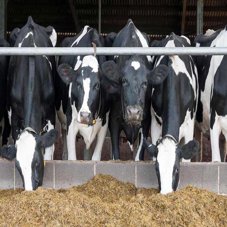 Скота Гольштейн Friesian крупного рогатого скота и рисунками сейчас в наличии на складе