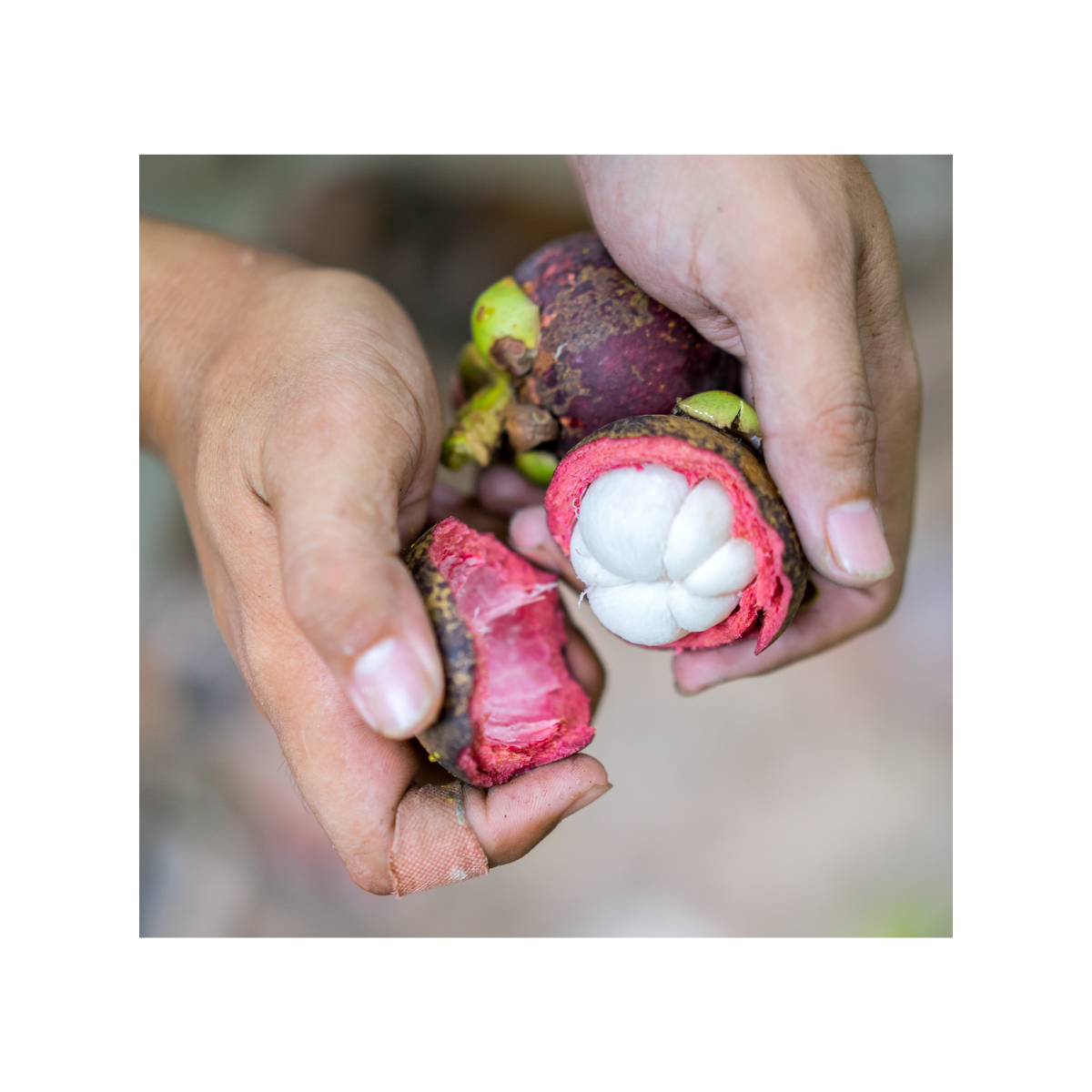 Fresh mangosteen