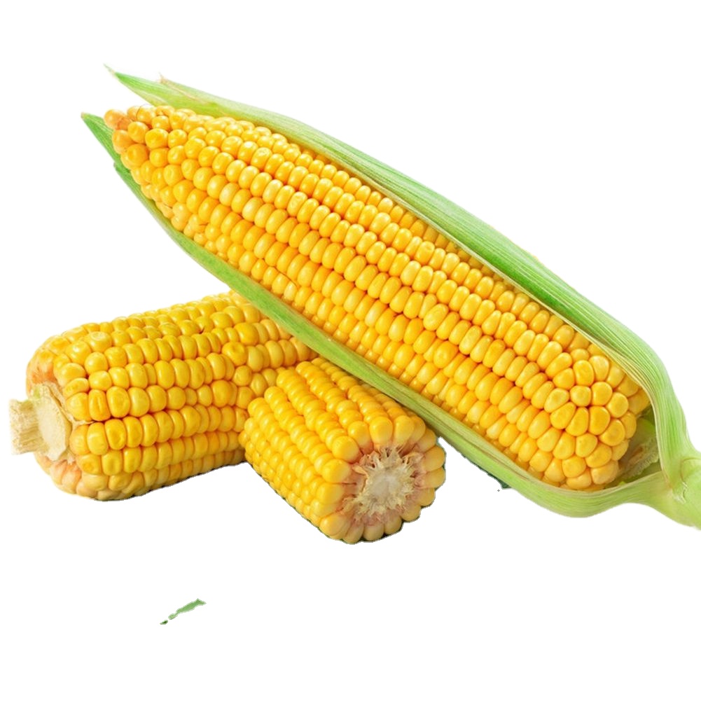 High Quality Frozen Sweet corn from Vietnam