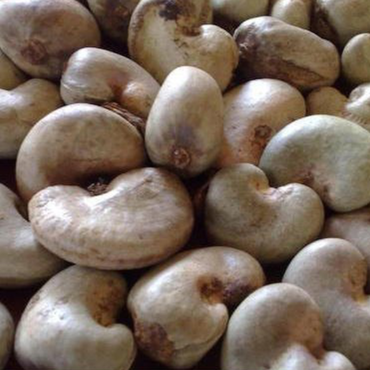 Raw Cashew Nut in Shell