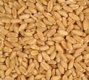 Feed Wheat Kazakhstan Wholesale Natural Organic First Grade Animal Feed Wheat 50 Kg Bag Packaging Wheat Seeds Cereal Grain