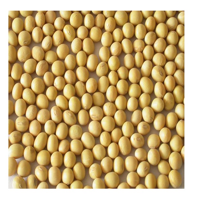 Human Consumption IQF Edamame Fresh Soybean Natural Soya Bean