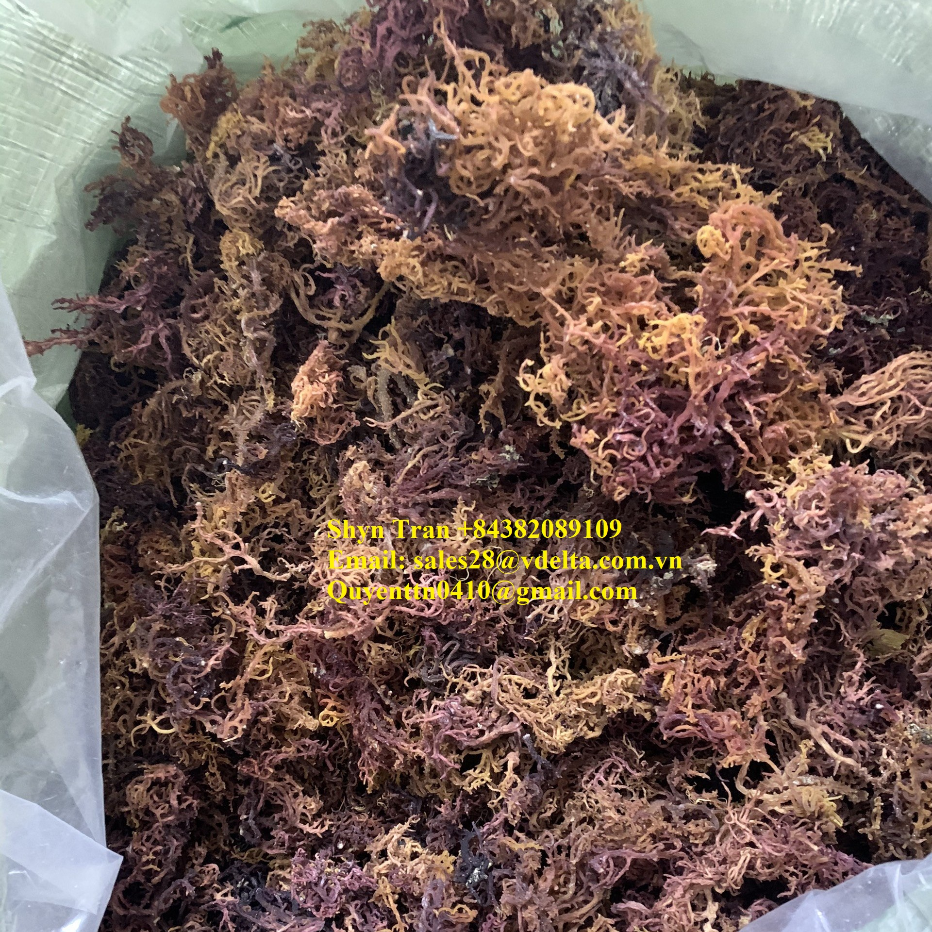 Недорогой Золотой морской Мох/фиолетовый Мох/Whatsapp + 84382089109
