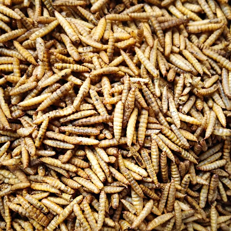 Excellent feed additives black soldier fly protein oil extraction black soldier fly larvae growing food