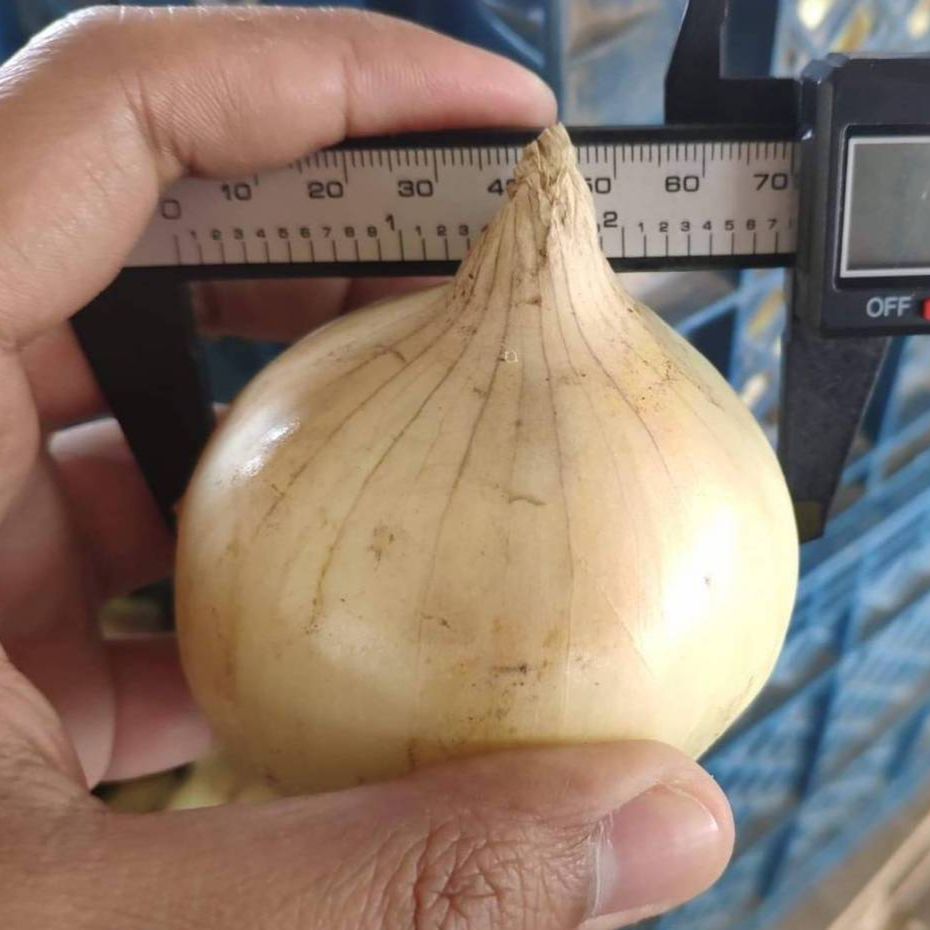 Первоклассный органический свежий лук прямо из таиланда ферма (продукт из Таиланда) сертифицированная GMP ферма