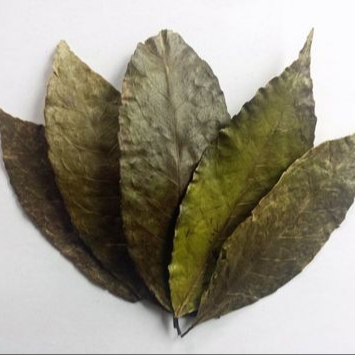 Ilex guayusa чай с сухими листьями amazon rainforest сушеные листья индийские традиционные органические продукты