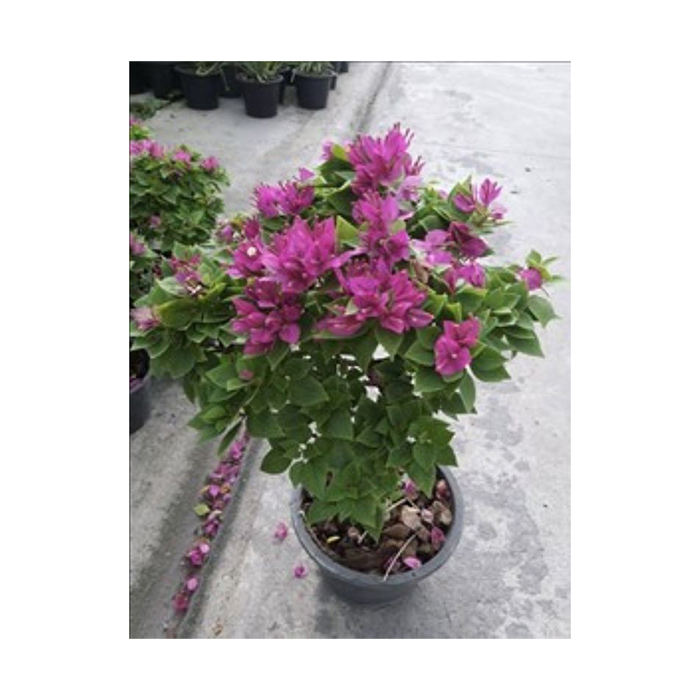 Natural Bougainvillea Plants From Thailand