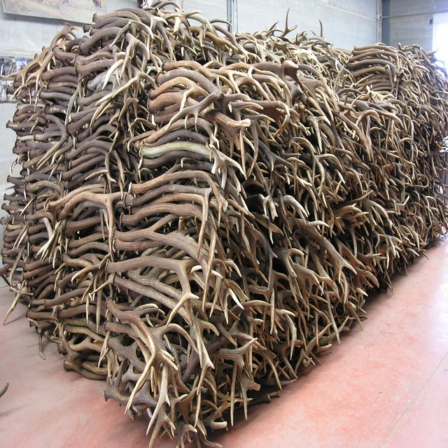 Top Grade Red Deer Antlers, Red Deer Antlers Horns.