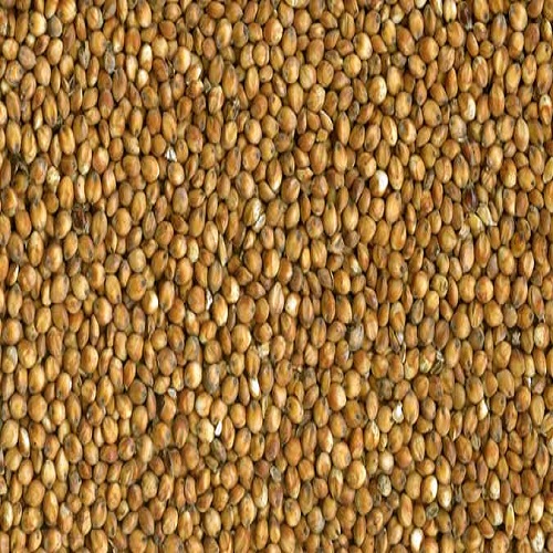 Sorghum