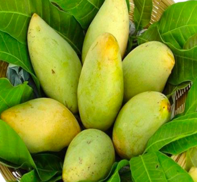 High Grade Fresh organic TUONG mango certified with quality harvest in Vietnam 2021