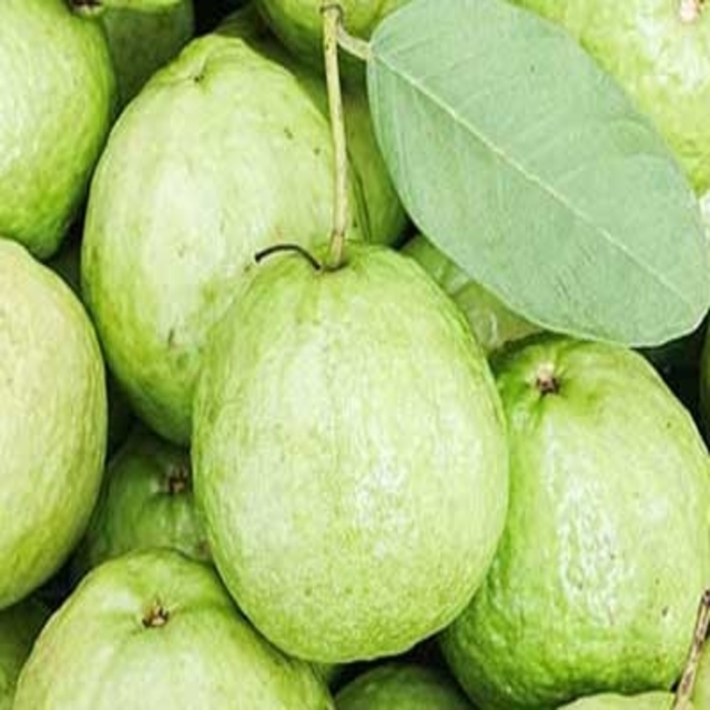 FRESH GUAVA AVAILABLE