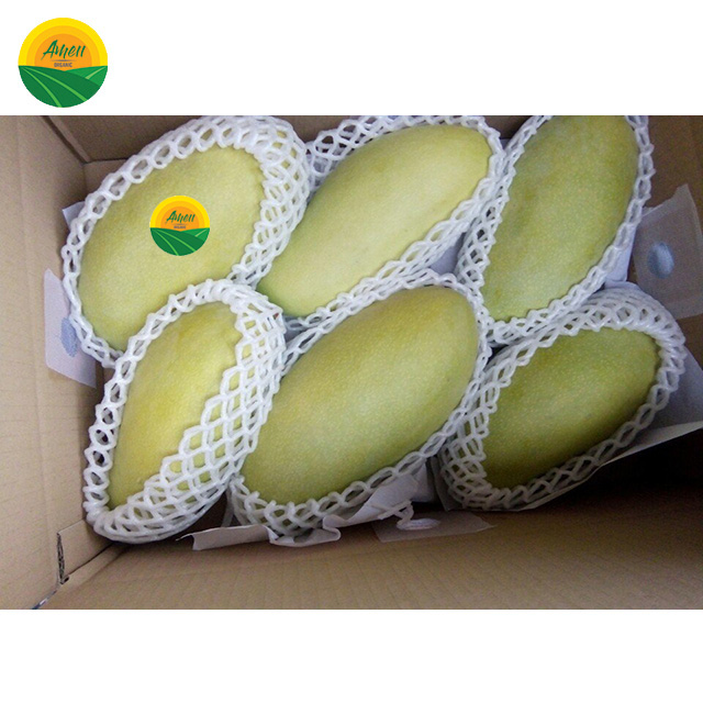 FRESH MANGO FOR EXPORT