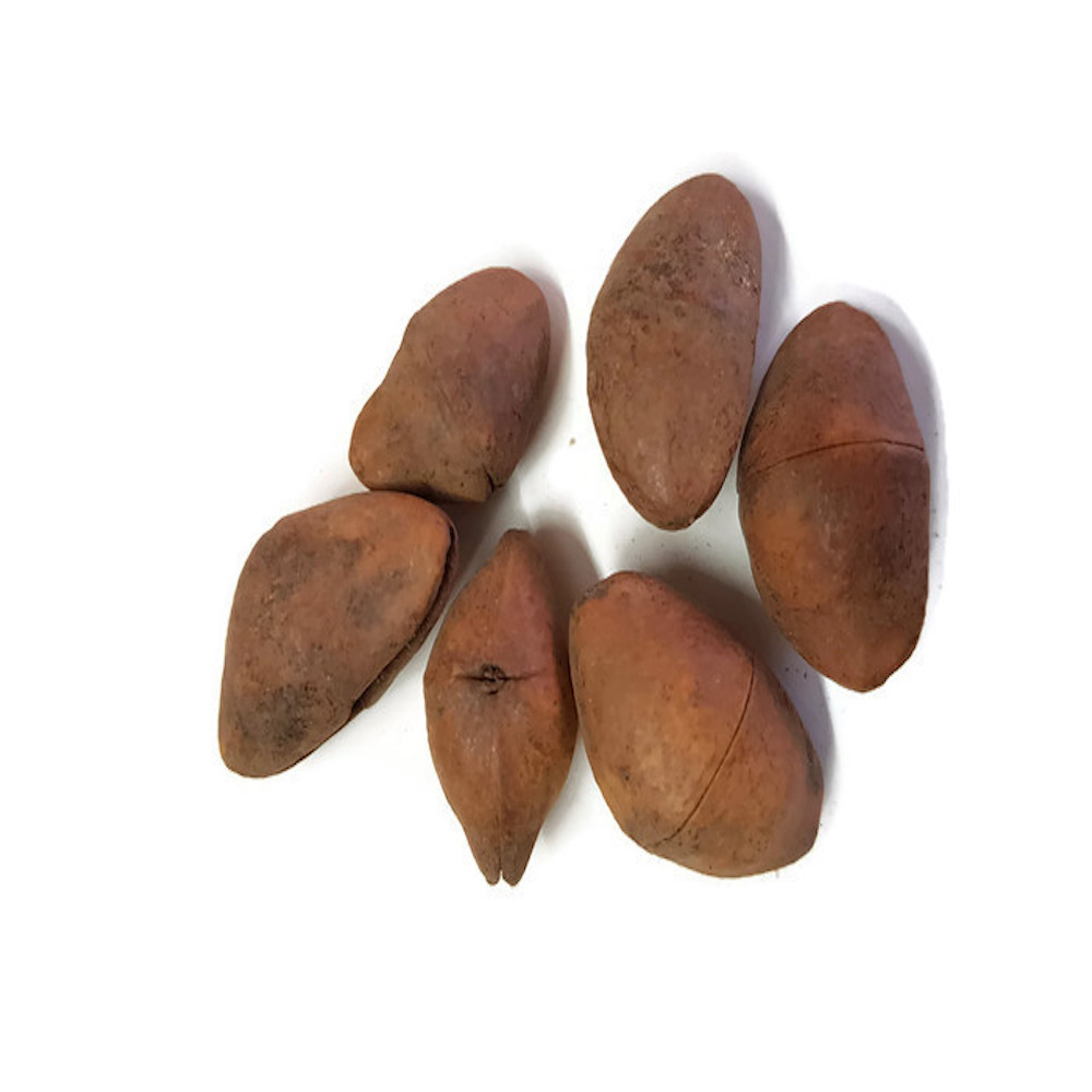 Теветия перувиана/Oleander Cascabela Seeds