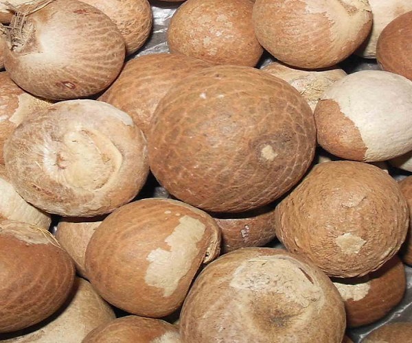BETEL NUT _ лучшая QUALITY_SPECIAL цена