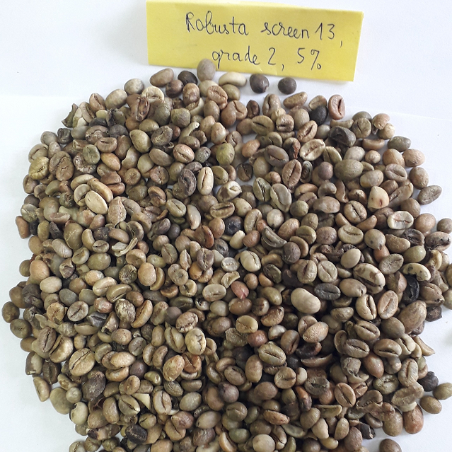 Robusta Coffee Beans Grade 2 Screen 13/ Vietnam Coffee Bean