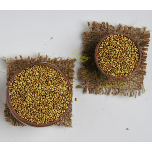 Competitive Price Sudan Millet Seed