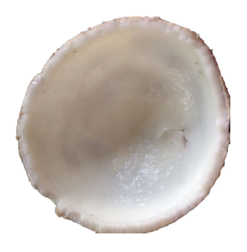Frozen Vietnam Young Tender Coconut Meat