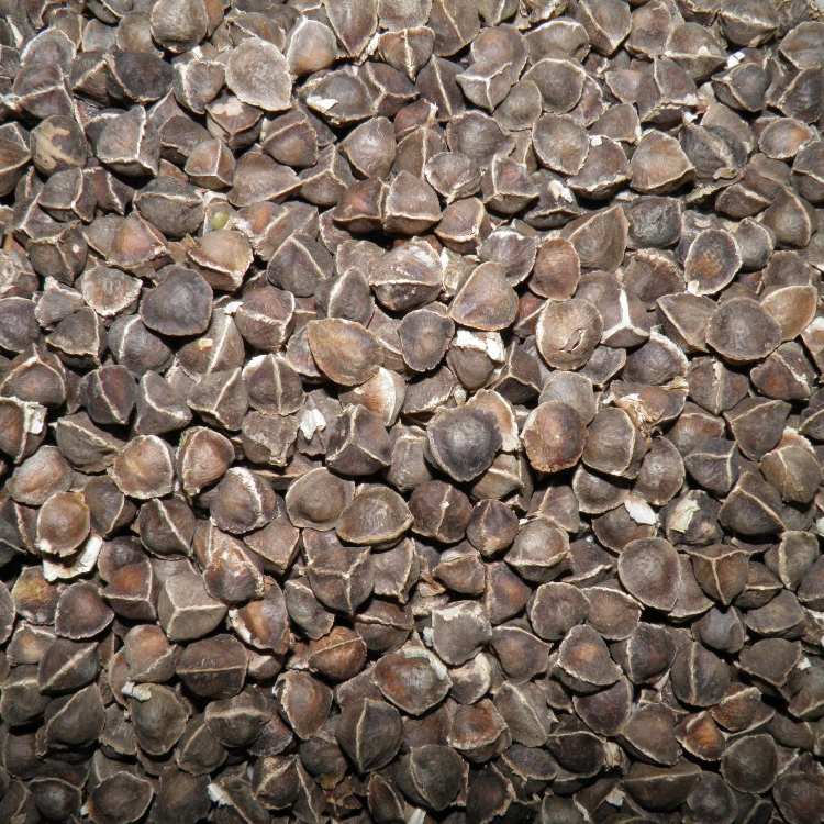 Бескрылые семена PKM1 Moringa для пользы здоровья
