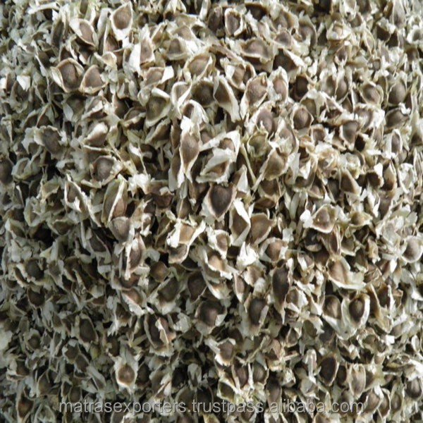 Moringa Семена растений с хорошее прорастание