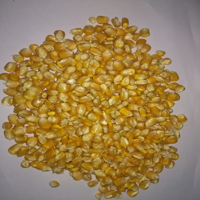 Dried Indian Yellow Corn Maize for Human Consumption and Animal Feed