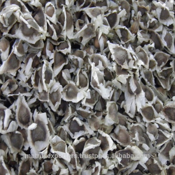 Индии Органических moringa Семена