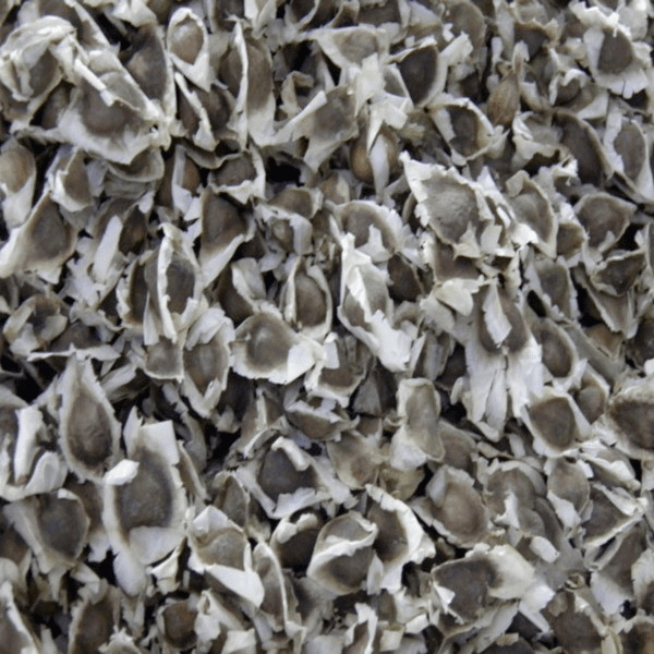 Moringa oleifera семена